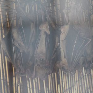 Egyptian Fruit Bats