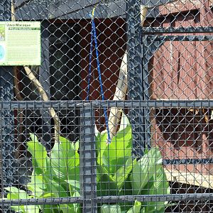 Crab-Eating Macaque Enclosure