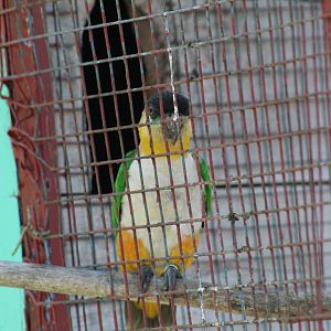 Black-Headed Caique