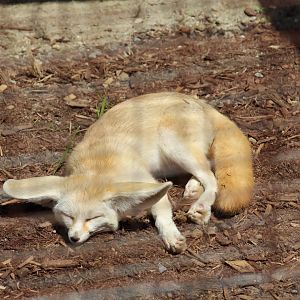 Fennec Fox