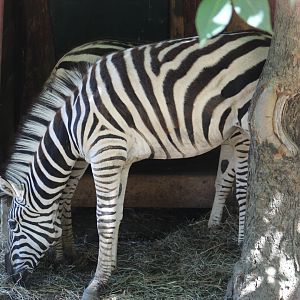 "Grevy's Zebra"