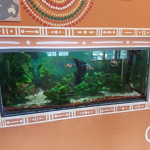 Aquarium Rainbowfish