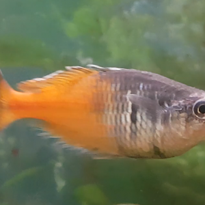 Boeseman's rainbowfish