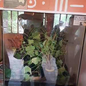 Enclosure Eurycantha calcarata