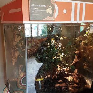 Enclosure Australian stick insect