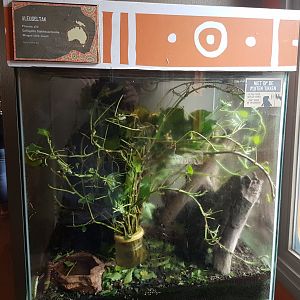 Enclosure Sipyloidea species