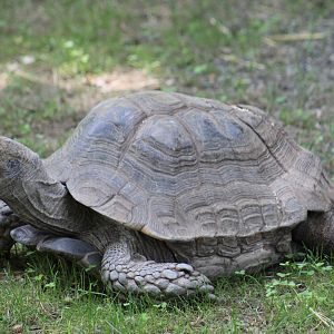 African Spurred Tortoise