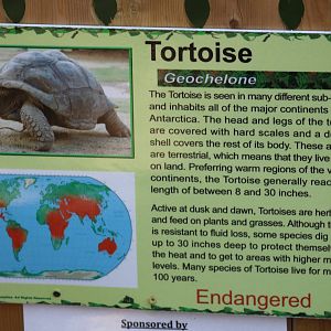 African Spurred Tortoise