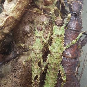 Stick insects