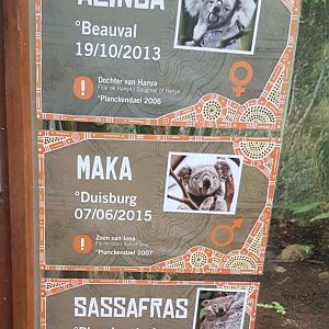 Planckendael's Koalas
