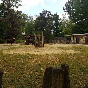 Ankole enclosure