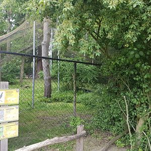 Aviary African birds