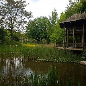 Viewing-point Bonobos