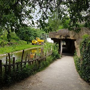 Building-activity Bonobo-island