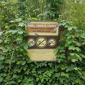 Sign Lemur Walk-through