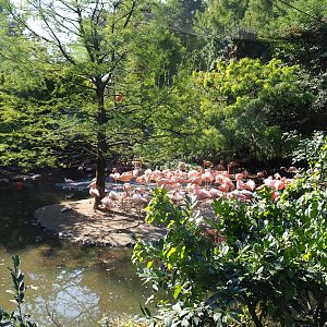 Cuban aviary (Sep 2nd, 2018)