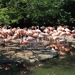 Caribbean flamingos (Phoenicopterus ruber), Sep 2nd, 2018