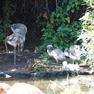 Juvenile Caribbean flamingos (Phoenicopterus ruber), Sep 2nd, 2018