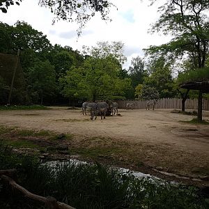 Enclosure Grevy zebra