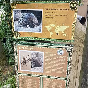 Sign Cape porcupine