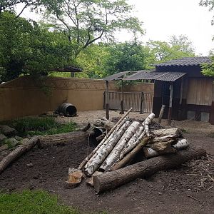 Enclosure Cape porcupine