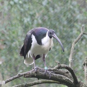 Straw-necked ibis