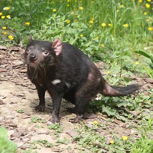 Tasmanian devil