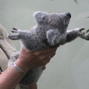 Handeling a baby-koala
