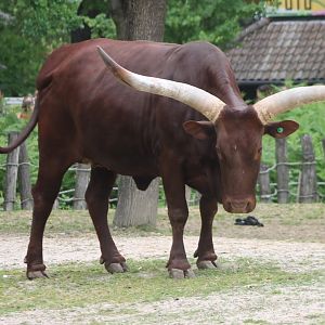 Ankole