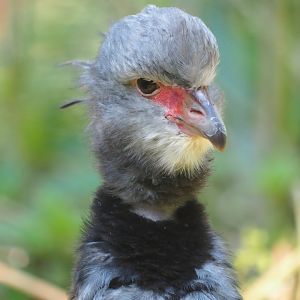 Crested screamer (Chauna torquata), Sep 2nd, 2018