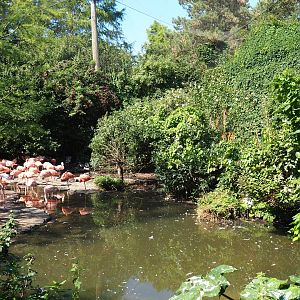 Cuban aviary (Sep 2nd, 2018)