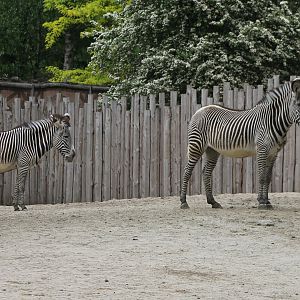 Grevy zebras