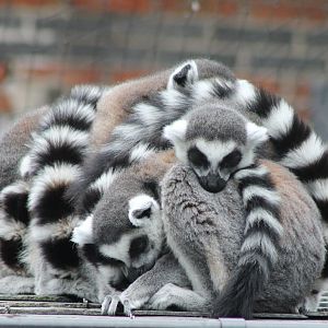 Bunch of Ring-tailed lemurs