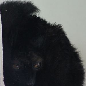 Black lemur