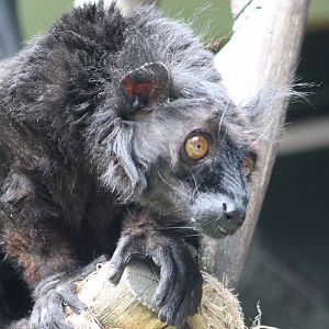 Black lemur
