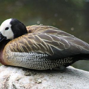 White-faced whistling duck