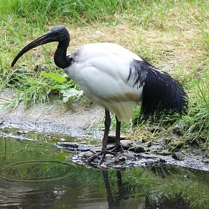 Sacred ibis