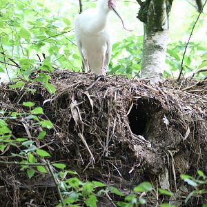 African spoonbill on Hamerhead-nest
