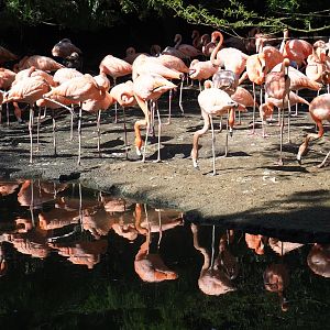 Caribbean flamingos (Phoenicopterus ruber), Sep 2nd, 2018