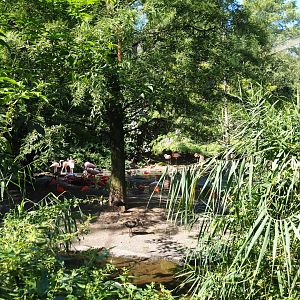 Cuban aviary (Sep 2nd, 2018)