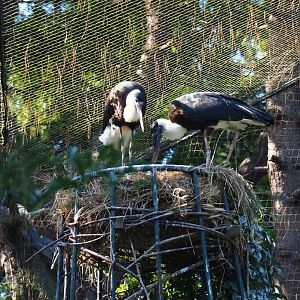 Asian woolly-necked storks (Ciconia episcopus episcopus) on nest (Sep 2nd, 2018)