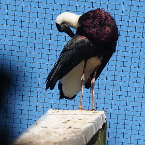 Asian woolly-necked stork (Ciconia episcopus episcopus), Sep 2nd, 2018
