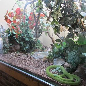Eastern Green Mamba Exhibit