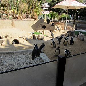 Part of the African Penguin Exhibit