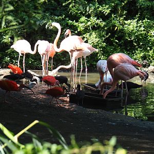 Caribbean flamingos (Phoenicopterus ruber) and Scarlet ibis (Eudocimus ruber), Sep 2nd, 2018