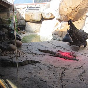 Brown Caiman Exhibit