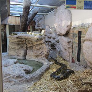Yellow Anaconda Exhibit