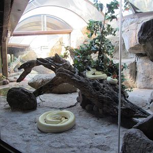 Burmese Python Exhibit