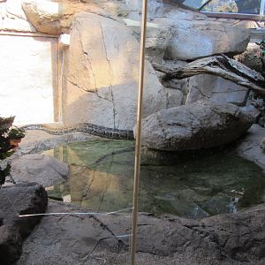 Burmese Python Exhibit