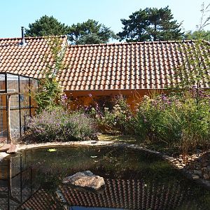 Versicolor teal/Brazilian guinea pig exhibit (Sep 2nd, 2018)